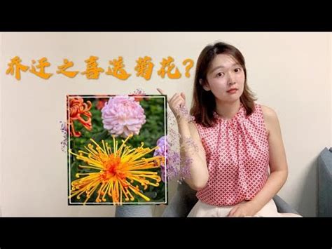 菊花風水|室內可以放菊花嗎？風水專家告訴你真相 